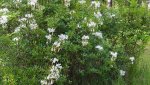 white flower bush.jpg