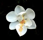 magnolia blossom.jpg
