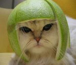 Lime cat2.jpg