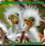 So-We-Became-Dandelions-Funny-Bird-Meme.jpg