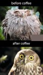 Owl Before and After Coffee.jpg