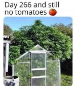 Still no tomatoes.jpg