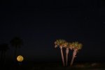 20060713 Jekyll Island Night Palms Moon small.jpg